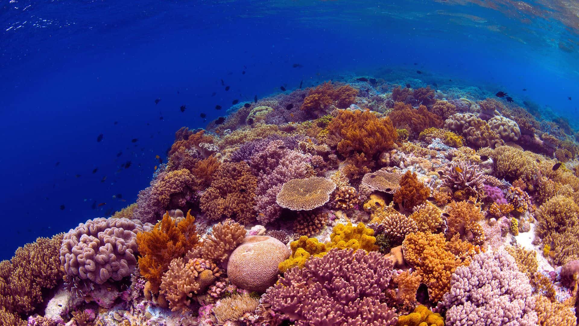 Wakatobi diving — coral walls and turquoise water, ideal visibility for diving